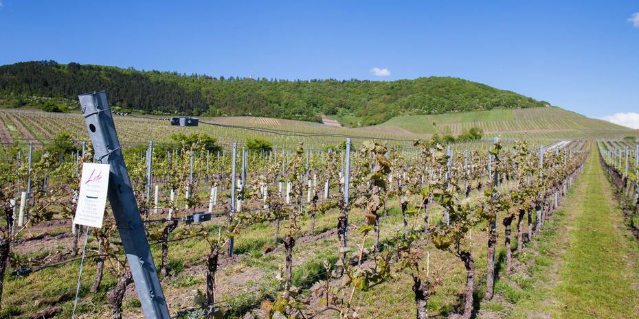 Bild ©2026 R. Schober