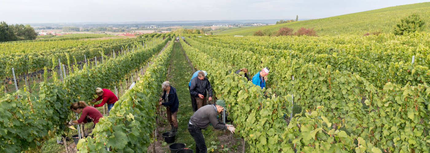 Weinlese 2019 - Bacchus in unserer Weinlage Iphöfer Kronsberg